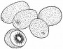 kiwi fruit picture coloring pages