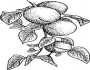 apricot fruit picture coloring pages