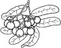 berries fruit picture coloring pages