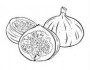 fig fruit picture coloring pages