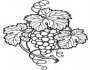 grapes fruit picture coloring pages 2