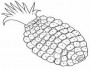 pineapple fruit picture coloring pages