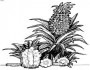 pineapple fruit picture coloring pages 2