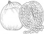 pomegranate fruit picture coloring pages