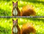 search and find squirrel difference game